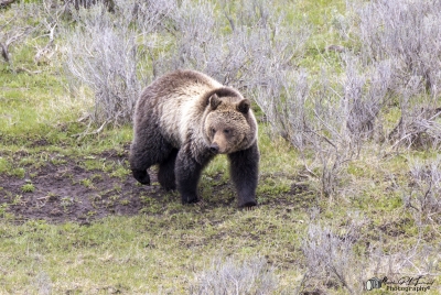 Grizzly Bear May 2025